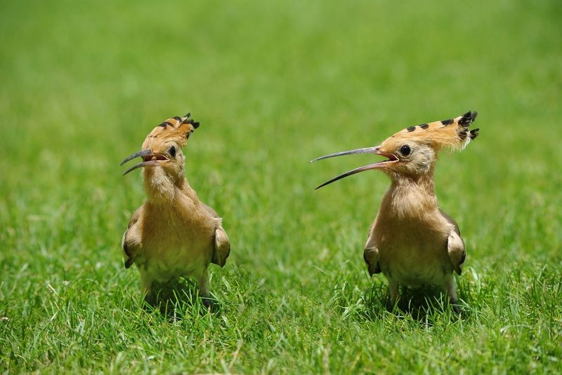 animals,birds,  фото превью
