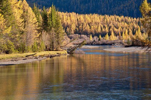 Pro золотое очарование Джазатора