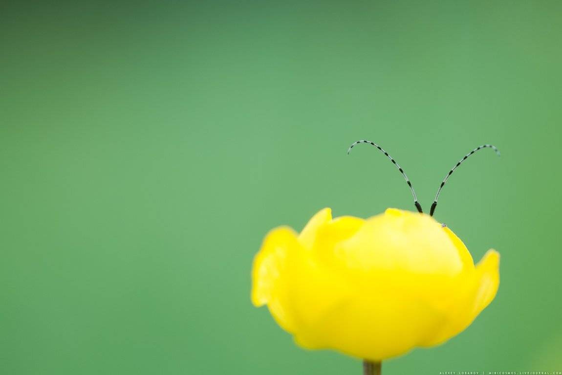 , Алексей Лобанов