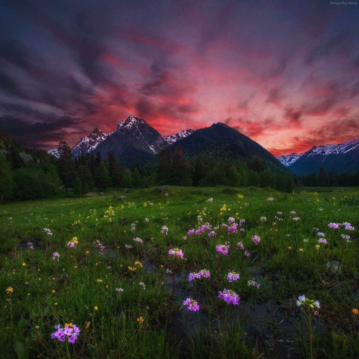 , Алексей Дранговский