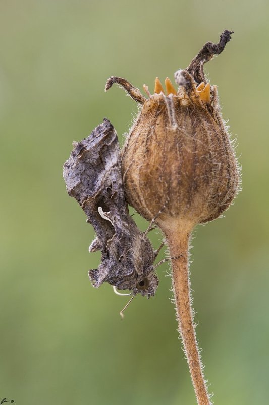 macro, makro, insect, wildlife, nature, butterfly, Autographa gamma фото превью