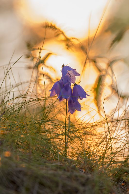 колокольчик,цветы,цветок,природа,макро,растения,bell,plants,flower,macro Объятия фото превью