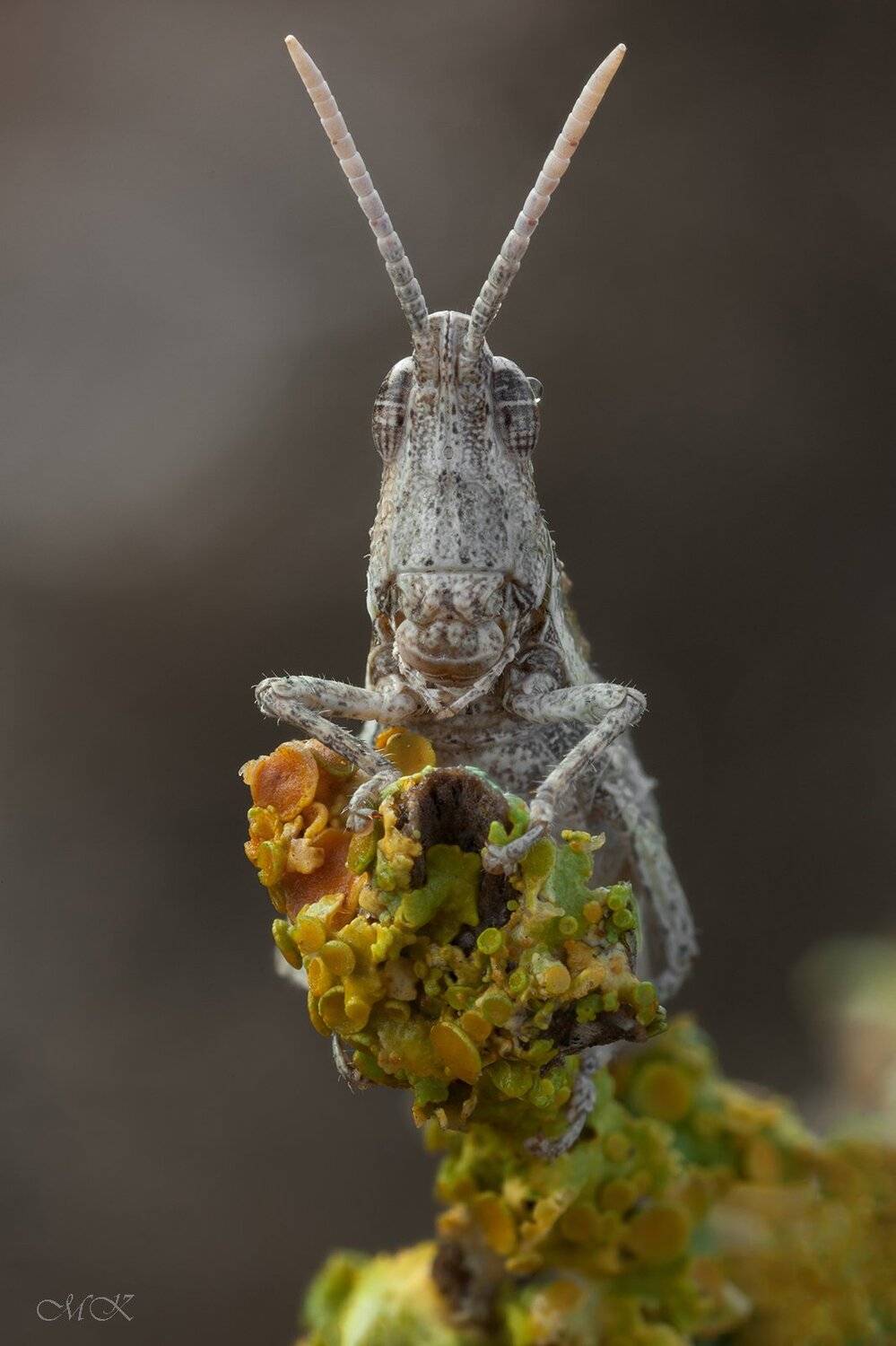 кобылка, Miron Karlinsky