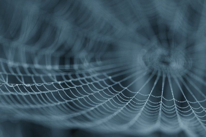 spider\'s web фото превью