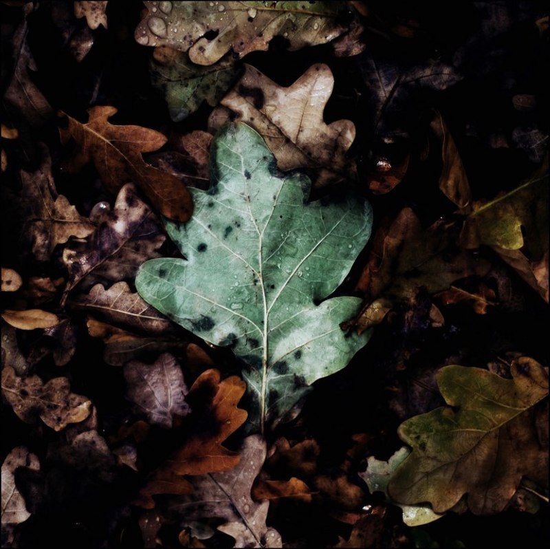 Листья, Осень, Природа Портреты замечательных листиков фото превью