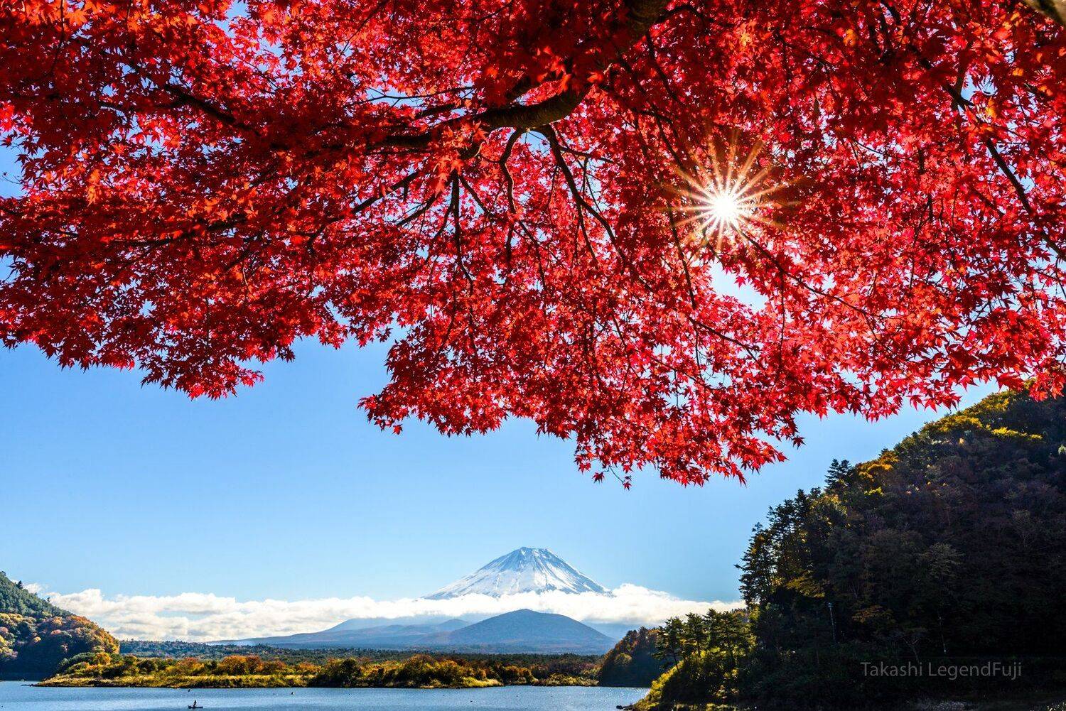 Fuji,mountain,Japan,lake,water,sky,blue,red,leave,autumn,tree,sun,cloud, Takashi