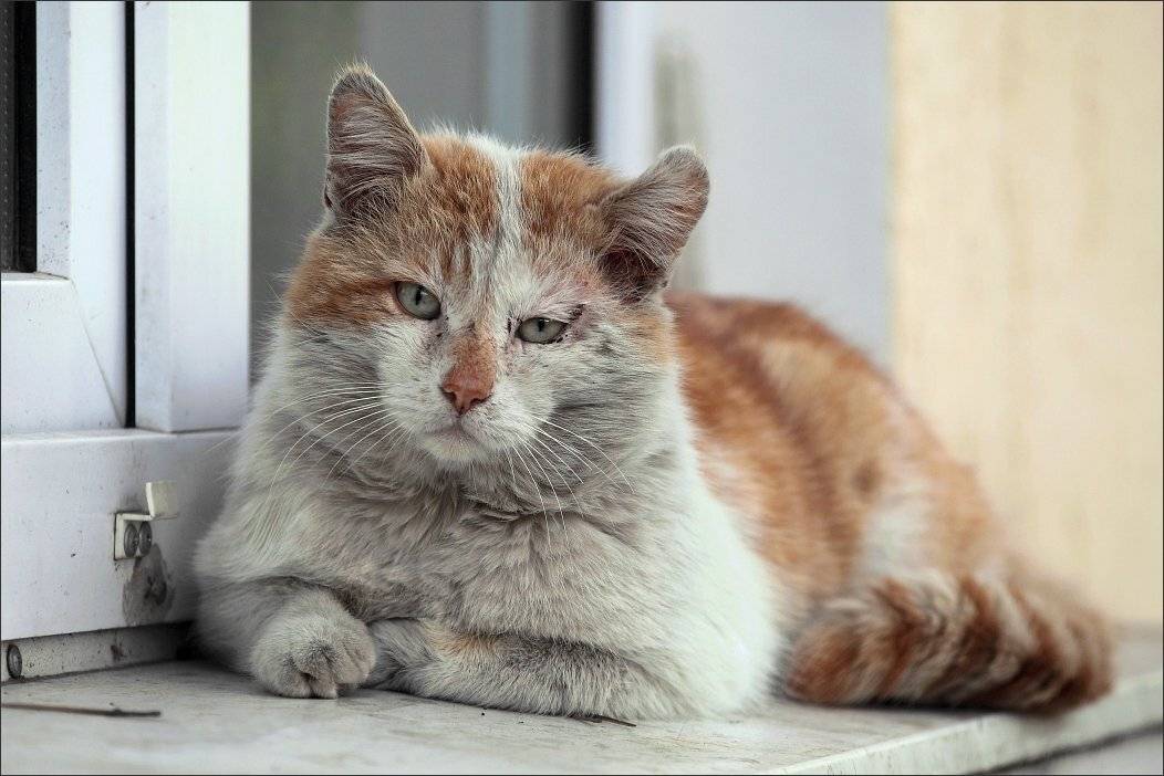 , Сергей Фудиненко