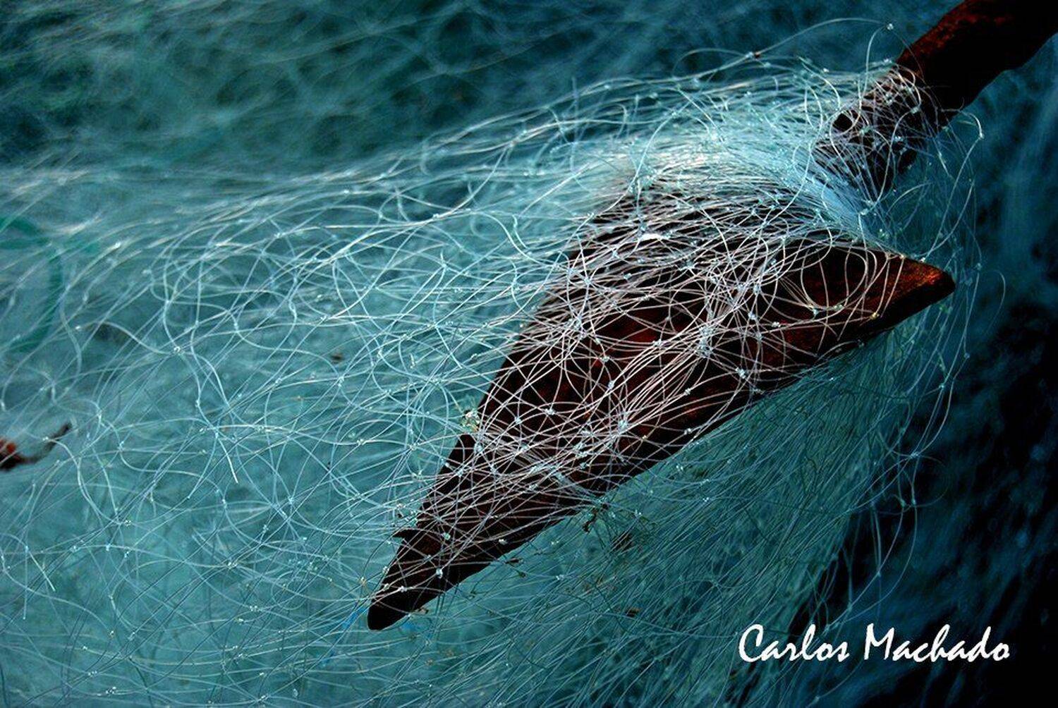 Macro, Travel, Abstract, , Carlos Machado