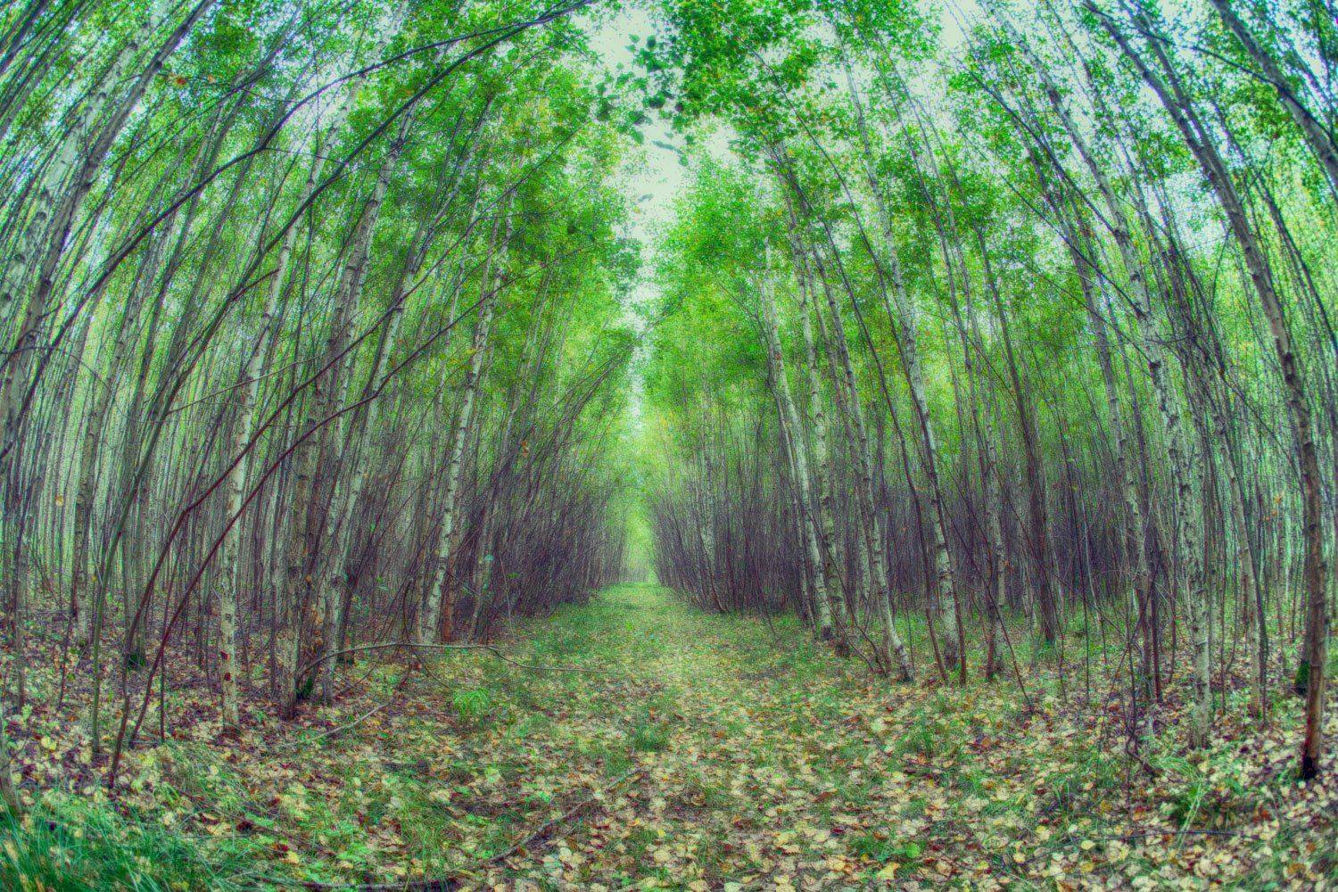 , Николай Шелепов