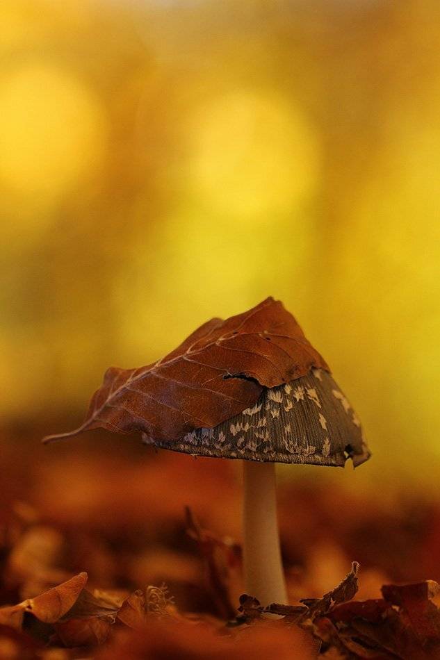 , Иваненко Светлана