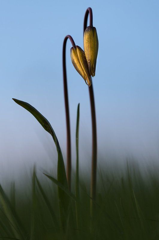 Скифские тюльпаны фото превью