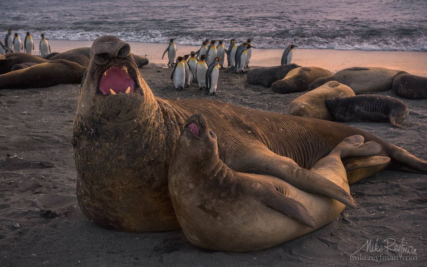 south georgia, st andrews bay, southern elephant seal, Майк Рейфман