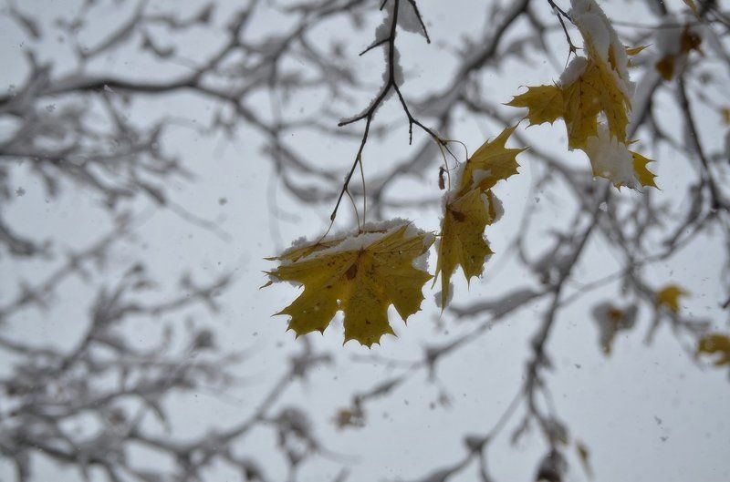 Melancolie фото превью