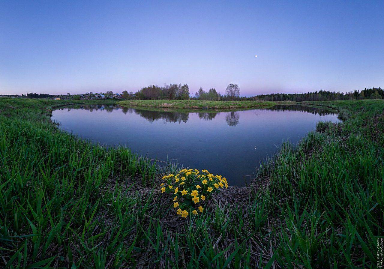 весна, вечер, калужница, река Зырянка, д. Суханово, Пермский край, Владимир Ушаков