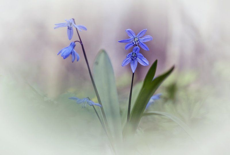 пролеска *** фото превью