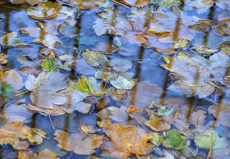 Осень фото превью