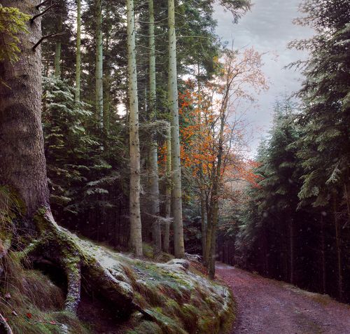 Morning in Forest II