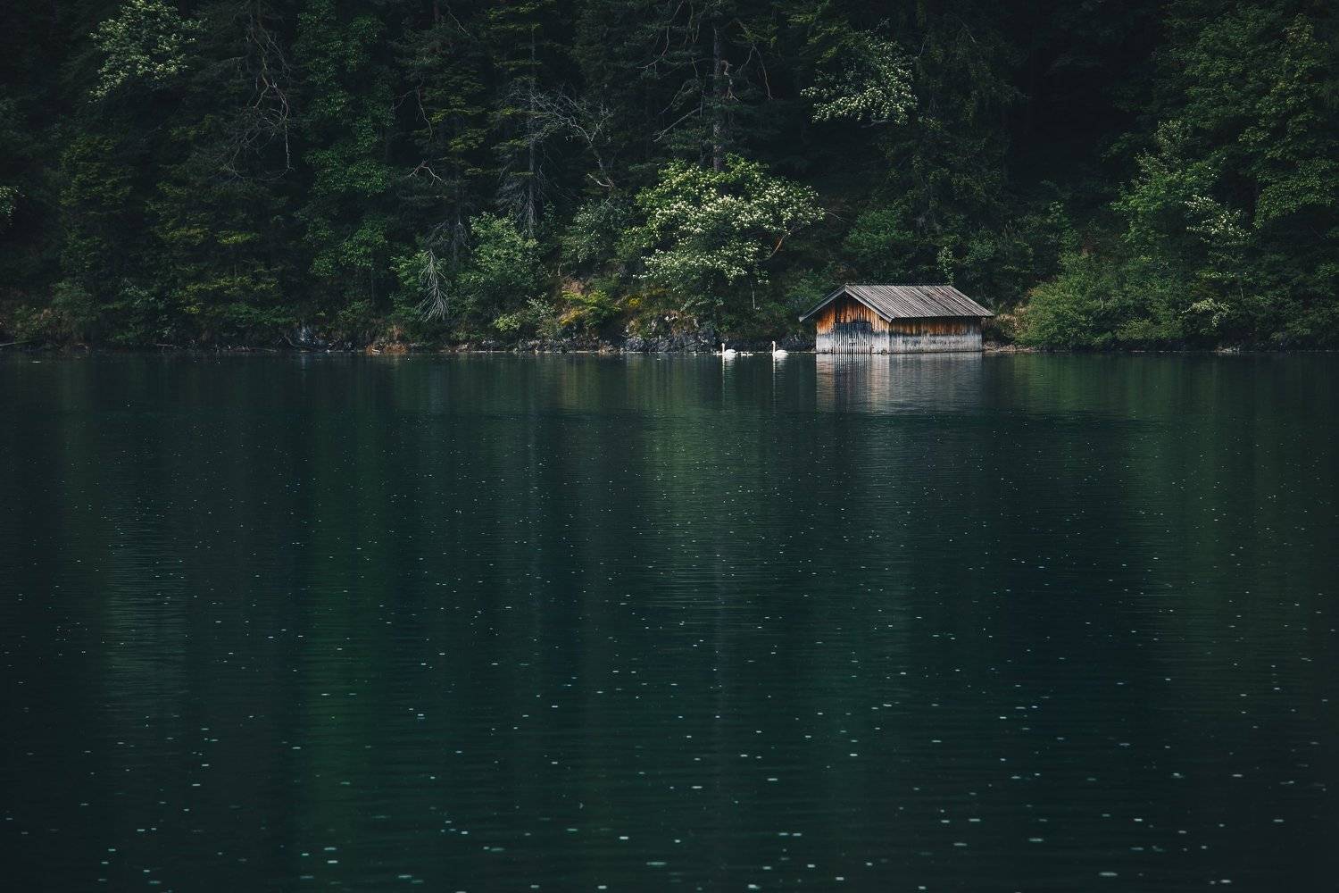 Германия, Бавария, озеро, лебеди, дождь, Nikita Leksikov