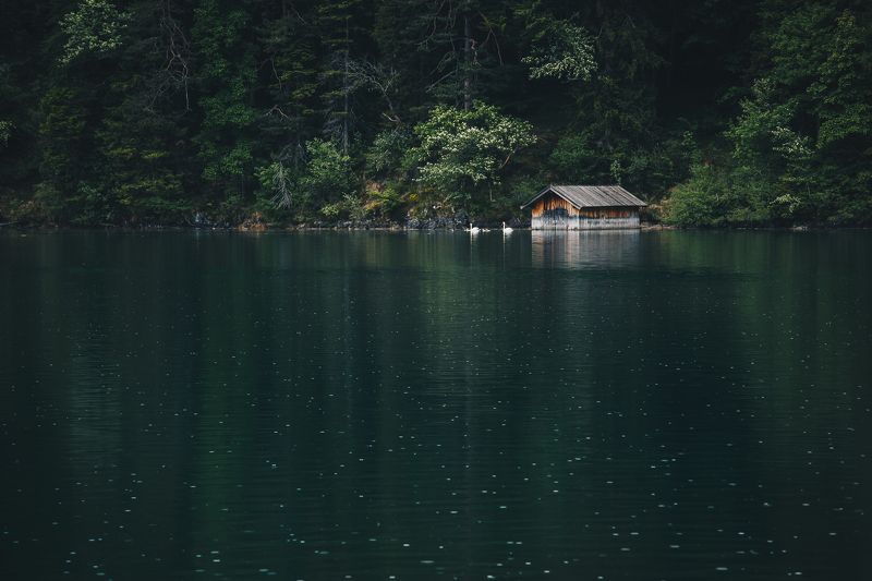 Германия, Бавария, озеро, лебеди, дождь Пара фото превью