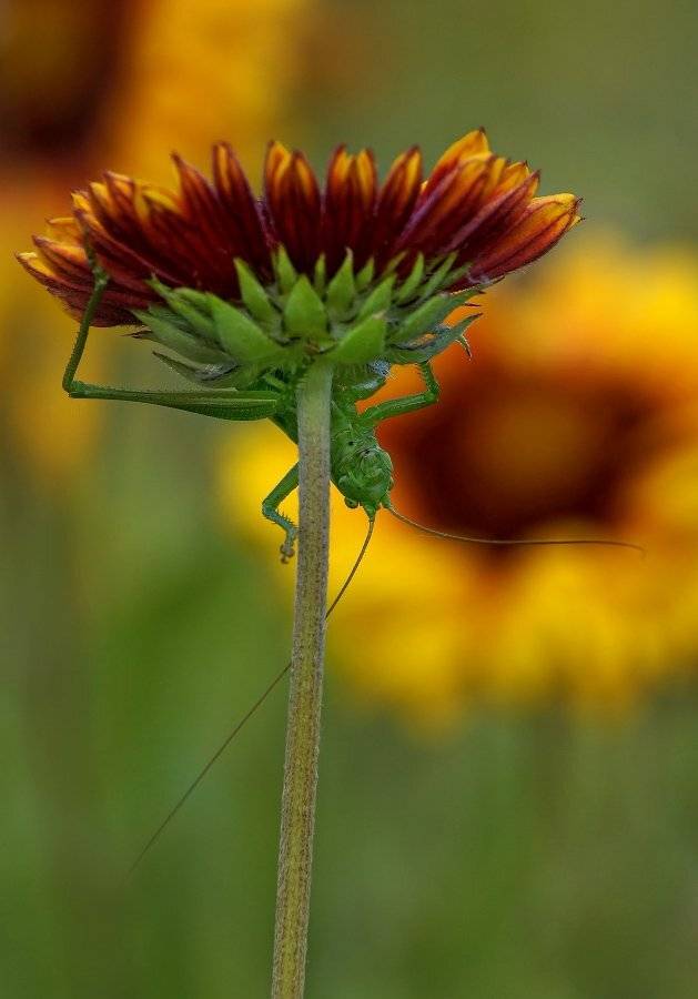 , Чепленко Алексей