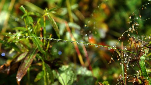 Бриллианты природы! 