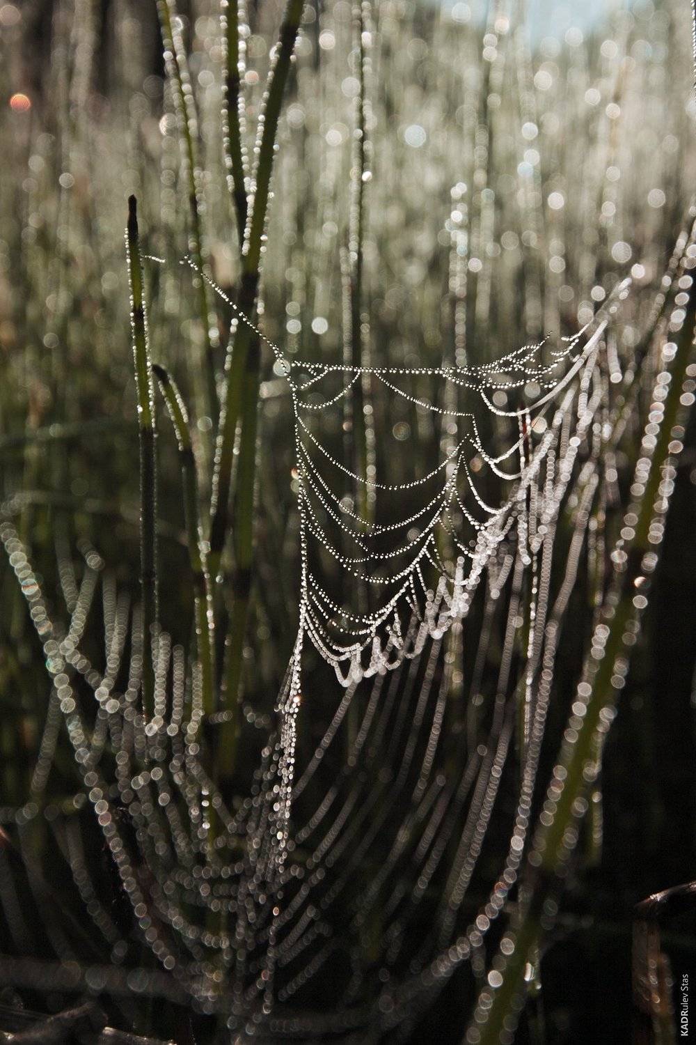 Паутина Роса, Стас Кадрулёв