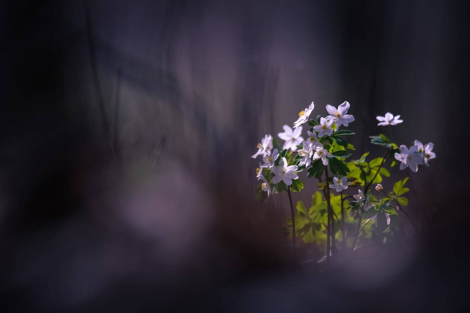 , Вячеслав Мищенко