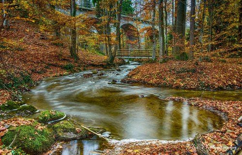 little river in the wood