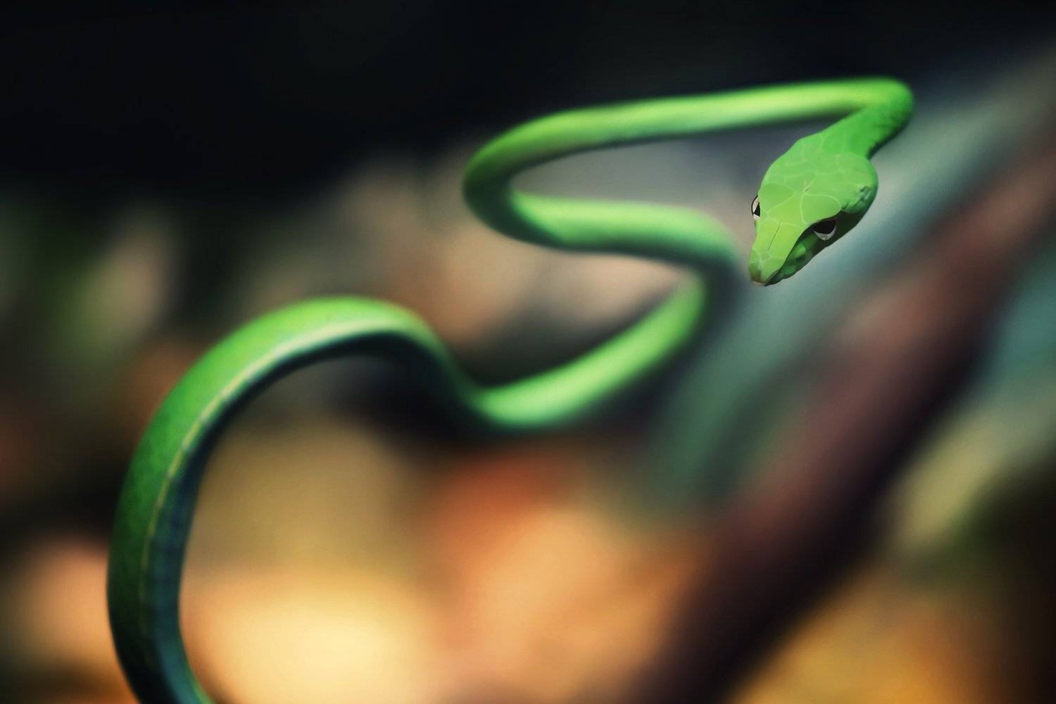 змея, лента, зигзаг, ALLA SOKOLOVA