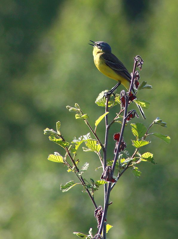 весна , птицы ***** фото превью