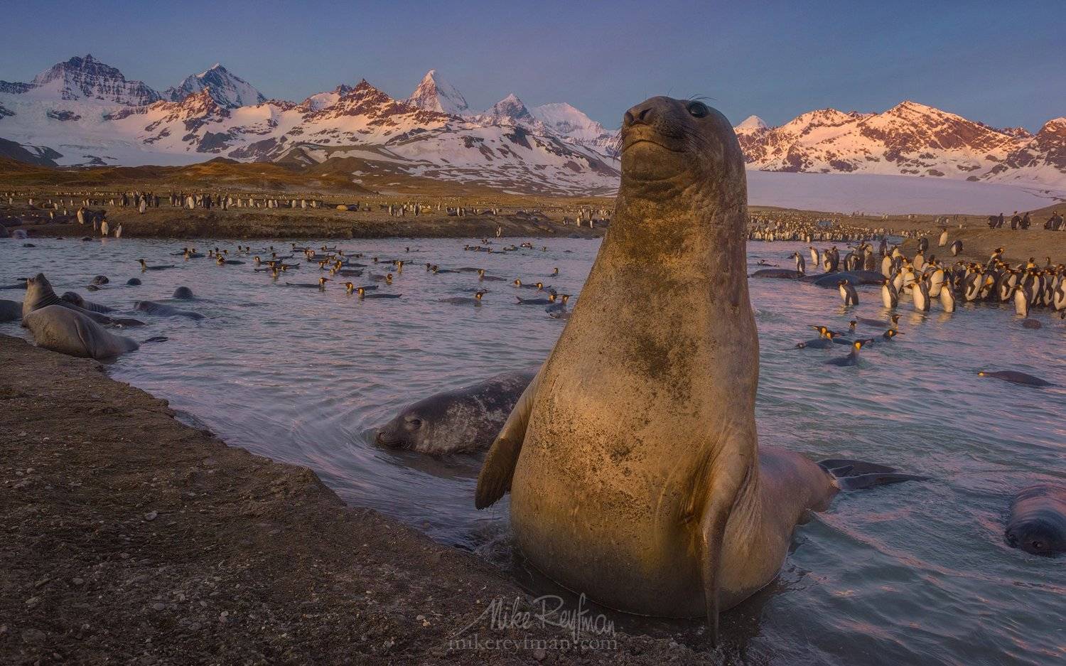 south georgia, st andrews bay, southern elephant seal, Майк Рейфман