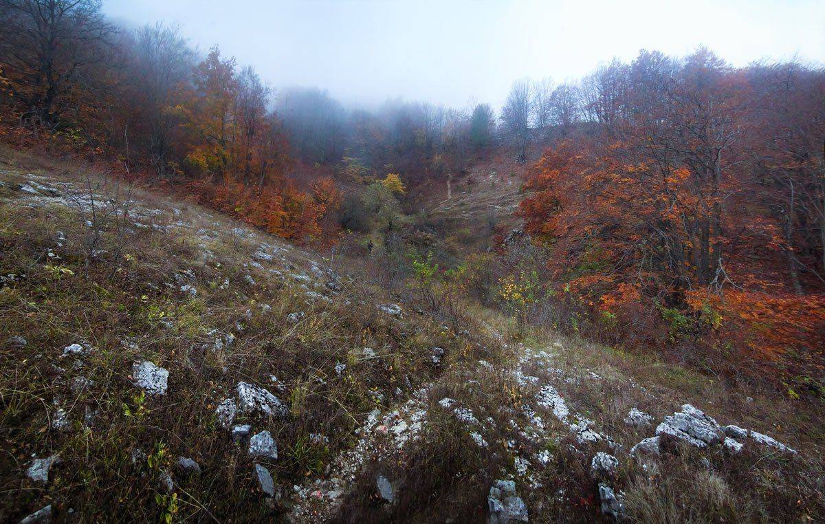 Крым, осень, лес, туман, горы, горный лес,, Алексей Медведев