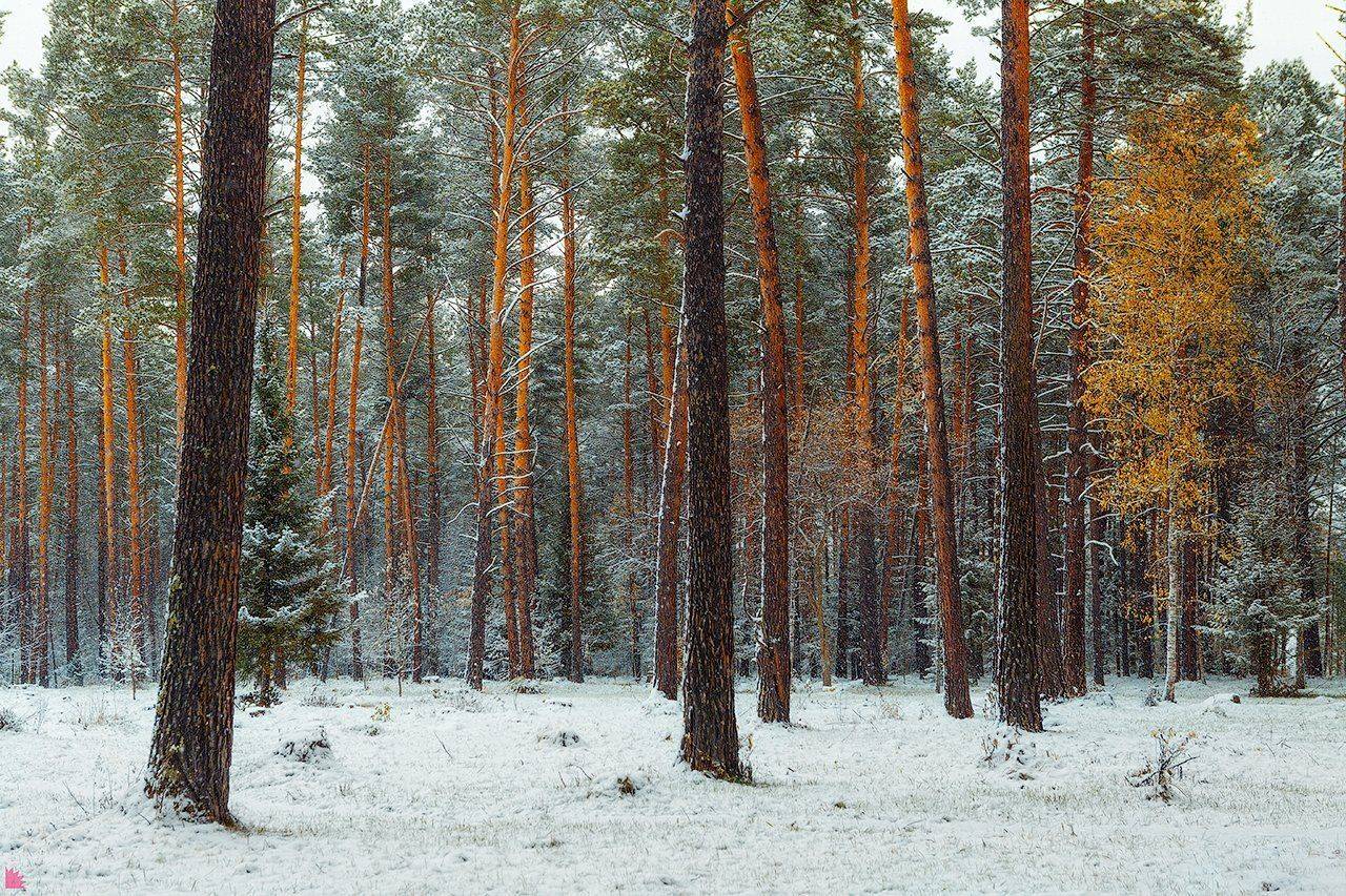 , Осипов Ёжъ Александр