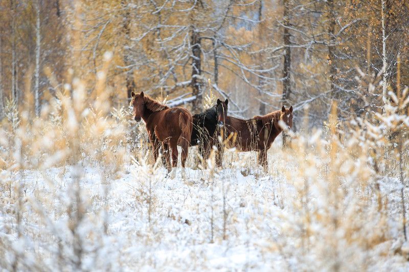 Алтайский  фото превью