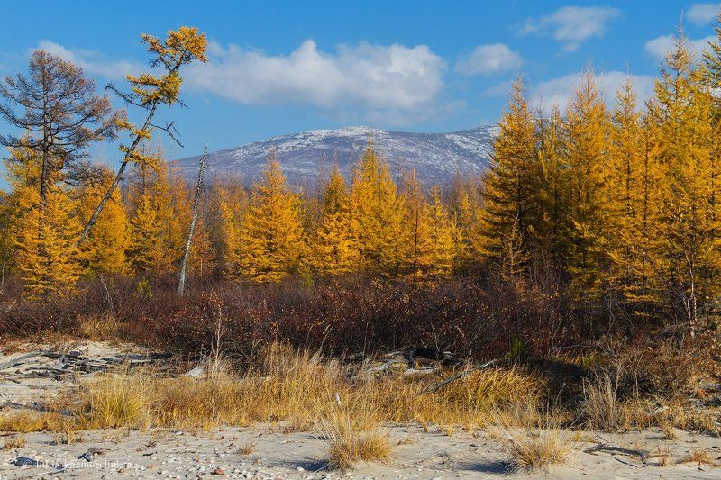 Байкал, осень, лиственницы, золотое, хвоя, Хакусы, Бурятия, Баргузинский хребет Золотое лиственничное фото превью