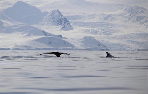 Тихий всплеск