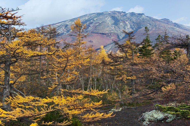 япония, осень, фудзи, фудзияма, вулкан Фудзияма в осеннем обрамлении фото превью
