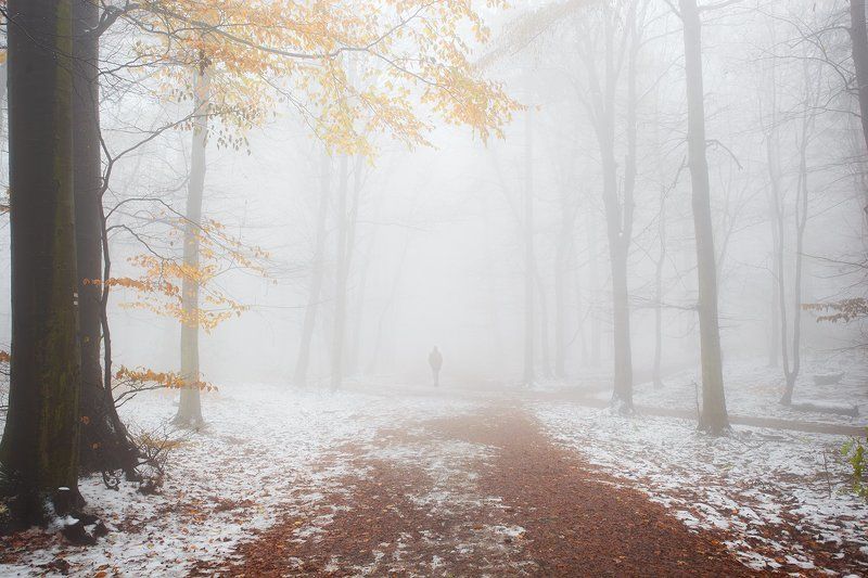 winter, moods,story,forest Touching Winter фото превью