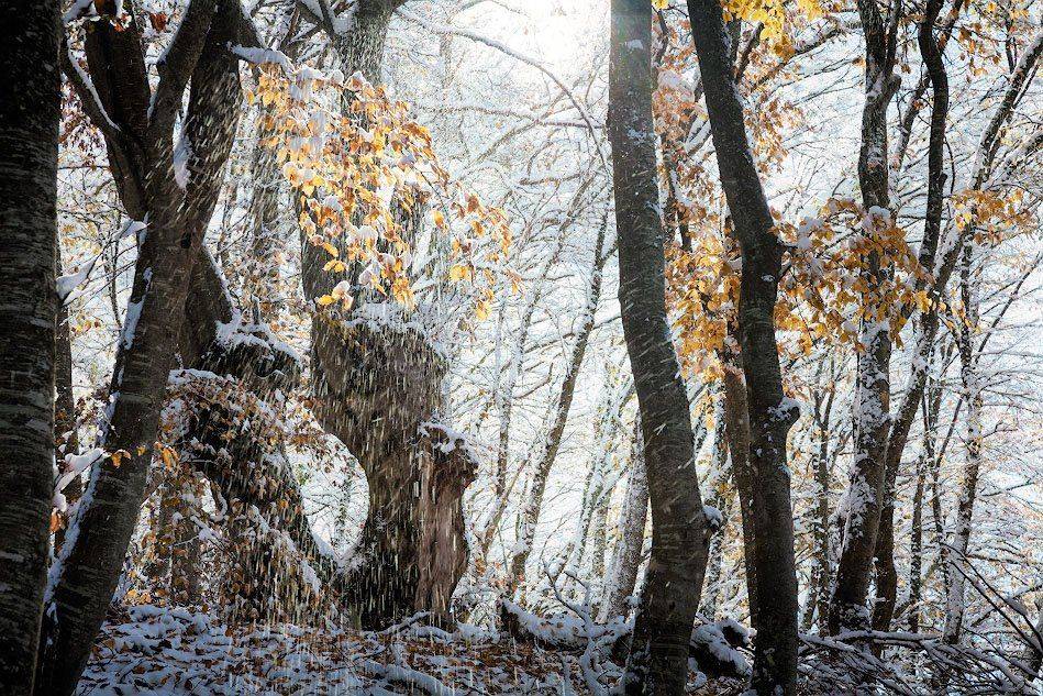 , Андрей Гусаченко