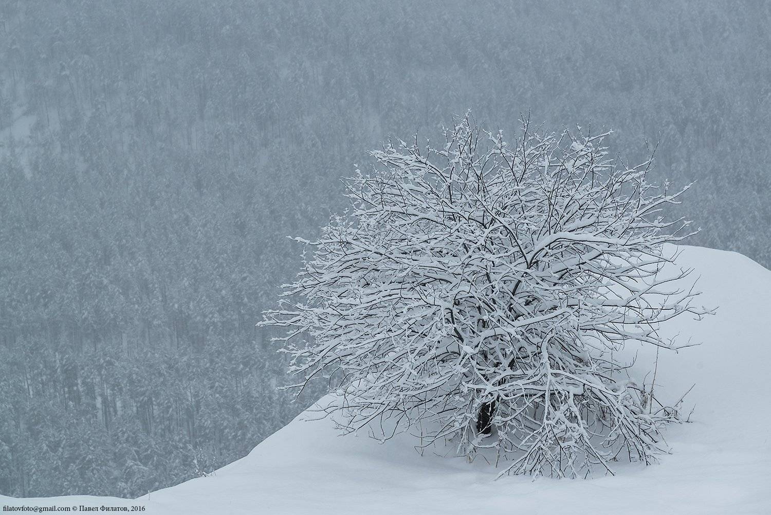 алтай, altai, сибирь, siberia, pavel filatov, павел филатов, снег, ноябрь,, Павел Филатов