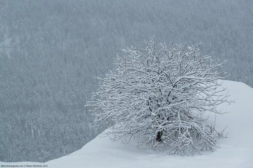 Заснеженный