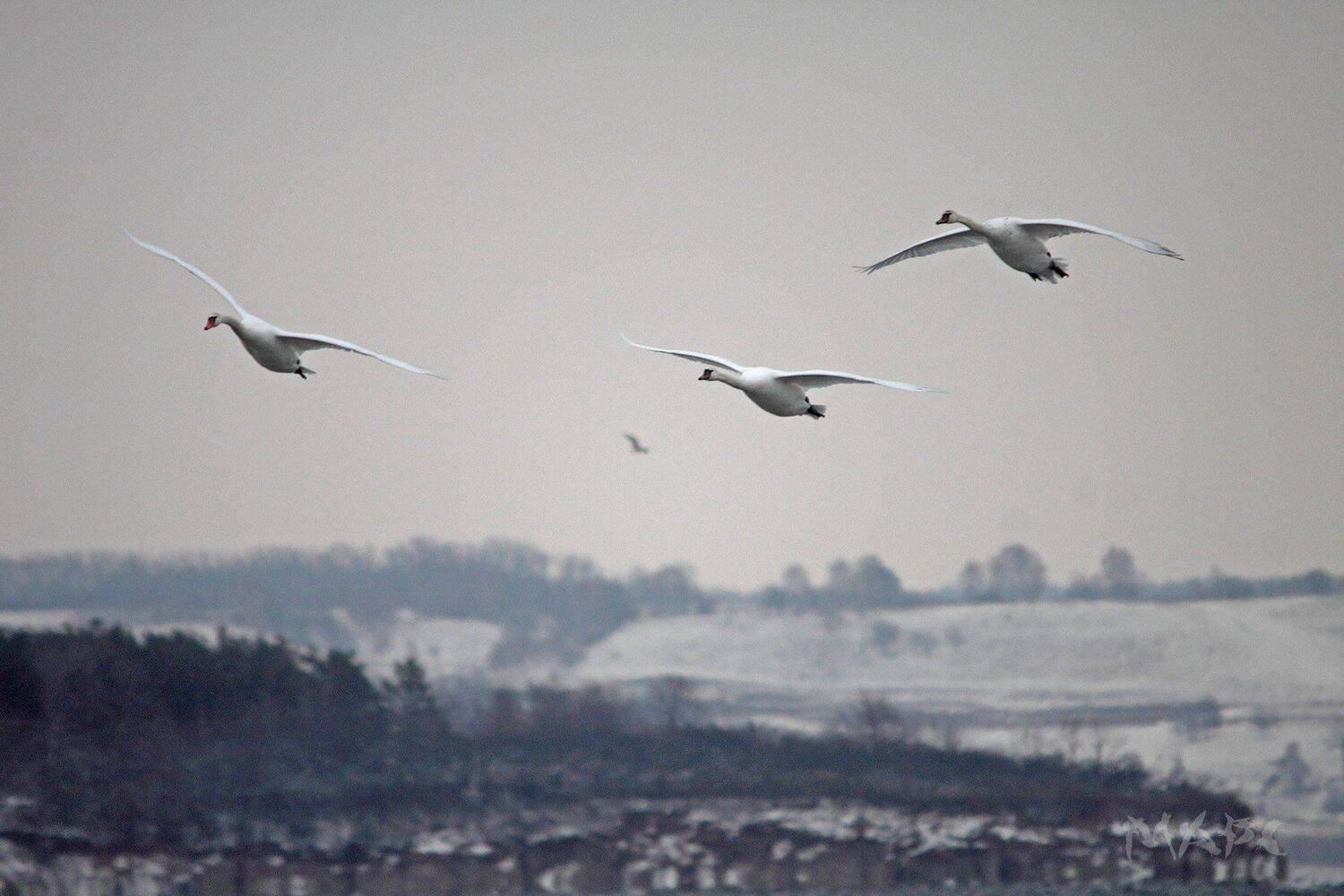 животные птицы лебеди озеро кандры-куль башкортостан ноябрь, Шангареев Марс
