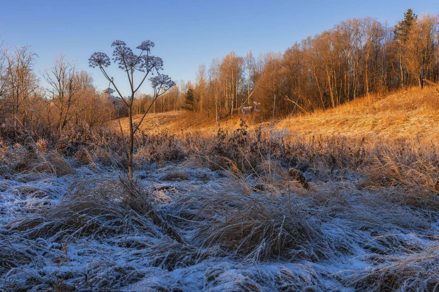 осень,рыжая,зима,синяя,иней,лес,трава,зонтик, Ра Вера