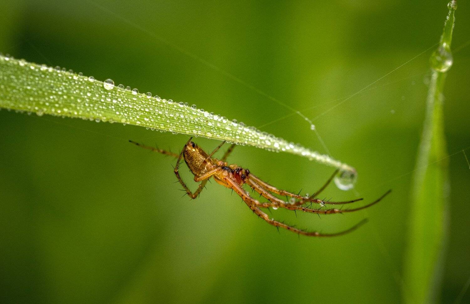 , Анатолий Зверев