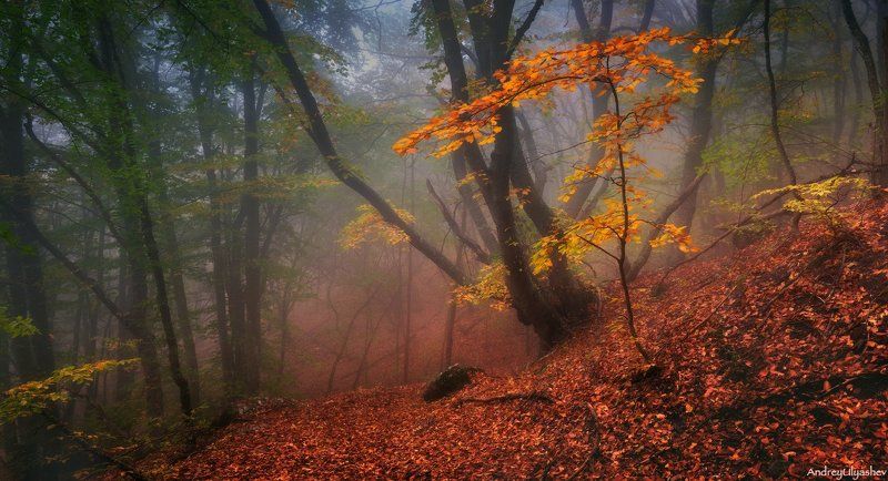 крым, демерджи, осень, лес, туман * * * фото превью