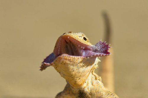 Пустынный дракон