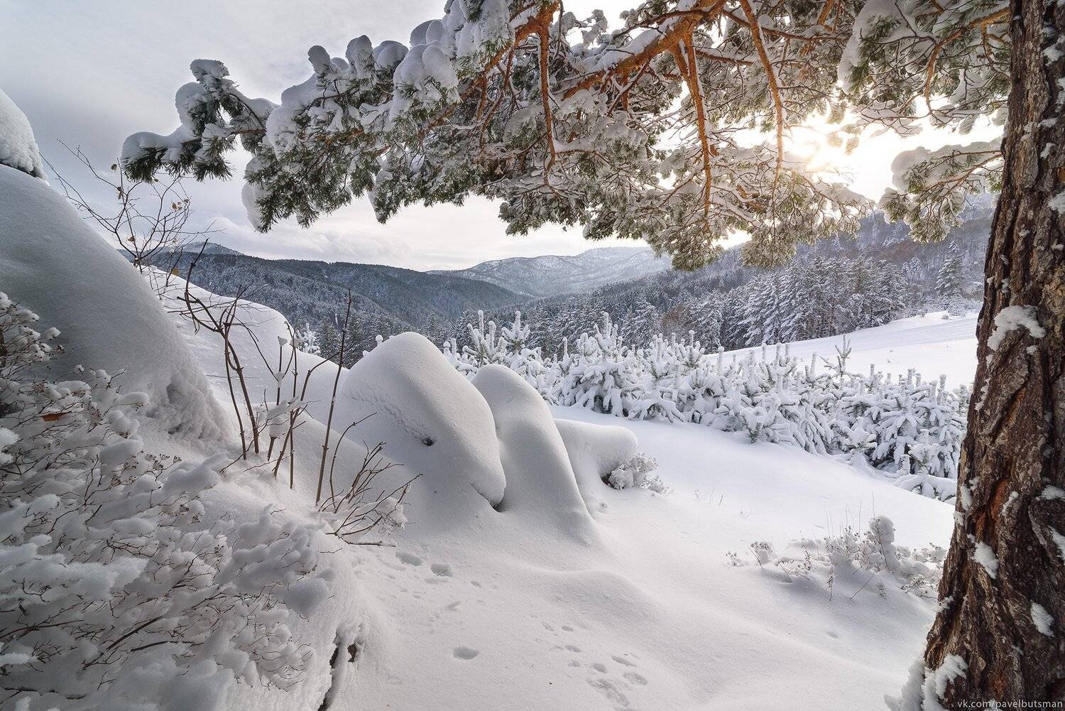 алтай, зима, осень, сосна, скалы, горы, свет, мороз, буран, снег, Павел Силиненко