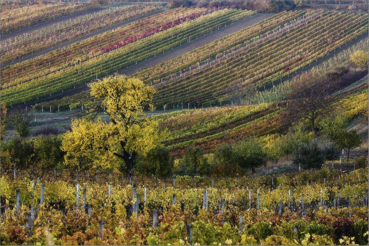 , Владимир K.