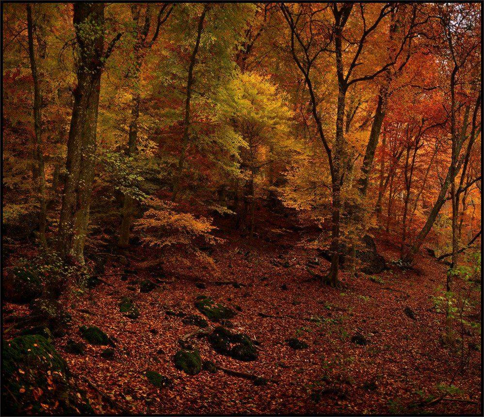 , Владимир Метцгер