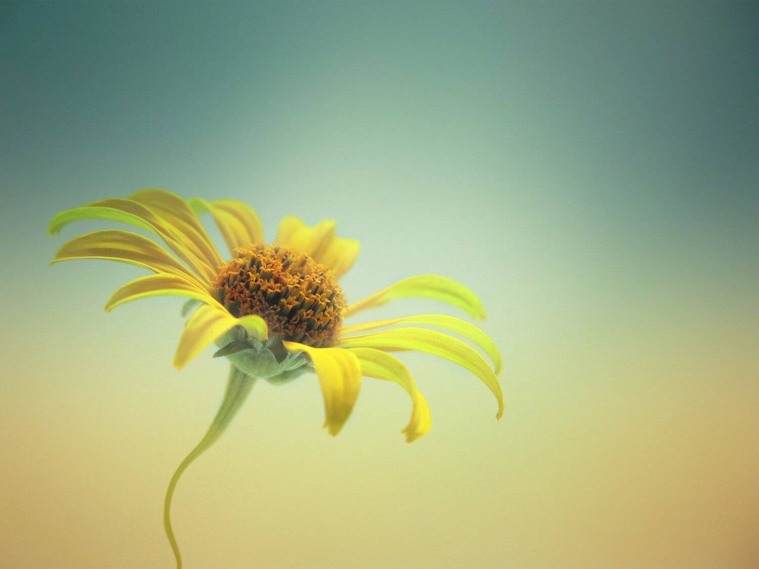 лето, цветок, арт, дизайн, макро, природа, жёлтый, красиво, Елена